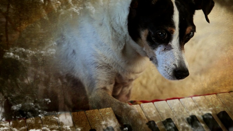 "Heart of a Dog" de Laurie Anderson.